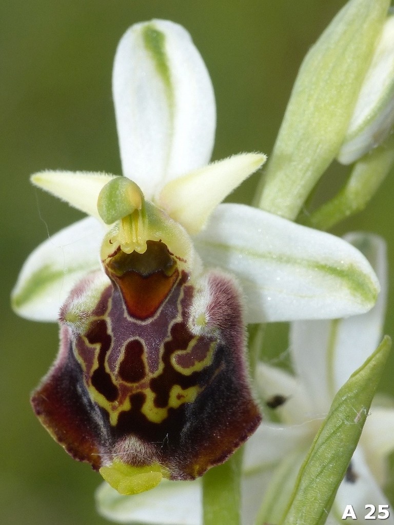 Ophrys dinarica (=Ophrys personata)  in Abruzzo